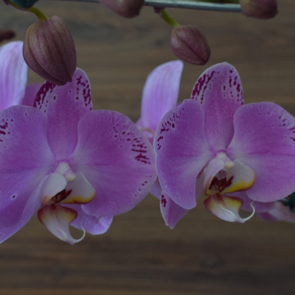 0aa1171832ab2201dc929e5474610d79