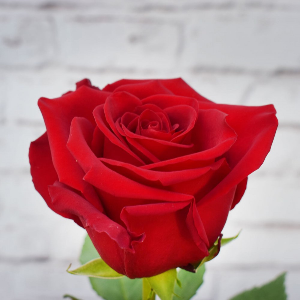 0d132a7e09ae9f1e68d235a0d52f06d1