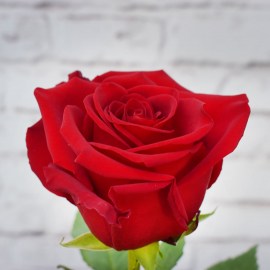 0d132a7e09ae9f1e68d235a0d52f06d1