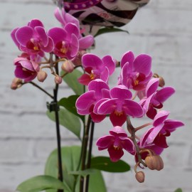 12454bd26ec91ba51bb2b4a77cee16e2