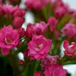 135a6bd07b5635f268bc45c918671bfb