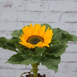 196debb1571ff8cc238fbfd4d690b265