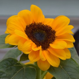 1a3ef4c32785a03bb7e61cfbbed42a3e