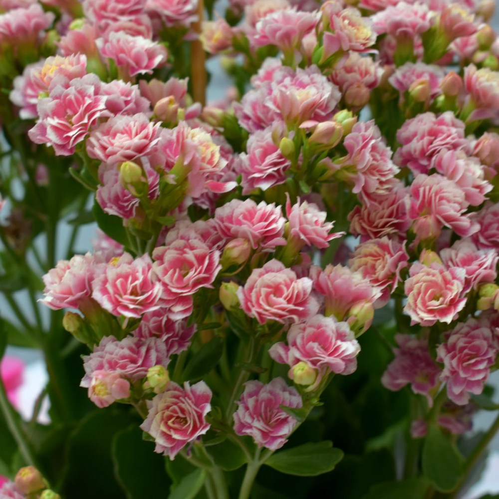 1ffbb28f7e971832924a154764c0e04f