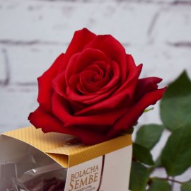 21a172815af5798ec388010c4120a7be