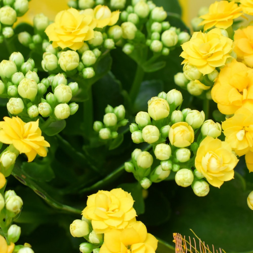 28b827076a0b406299af4f58343885a0