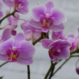 37518ce6196dcd3b0d11e15047543dc1