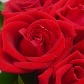 3cc666ed1d4613c329238d65456d8cab