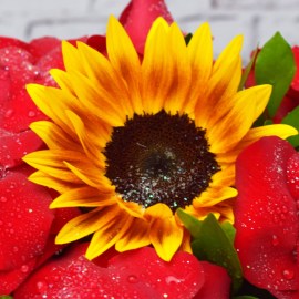 42f8609d469fb632c02206dff09ce38b