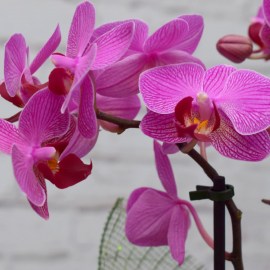 43ee416ed198f45804fd363ebbff6c44