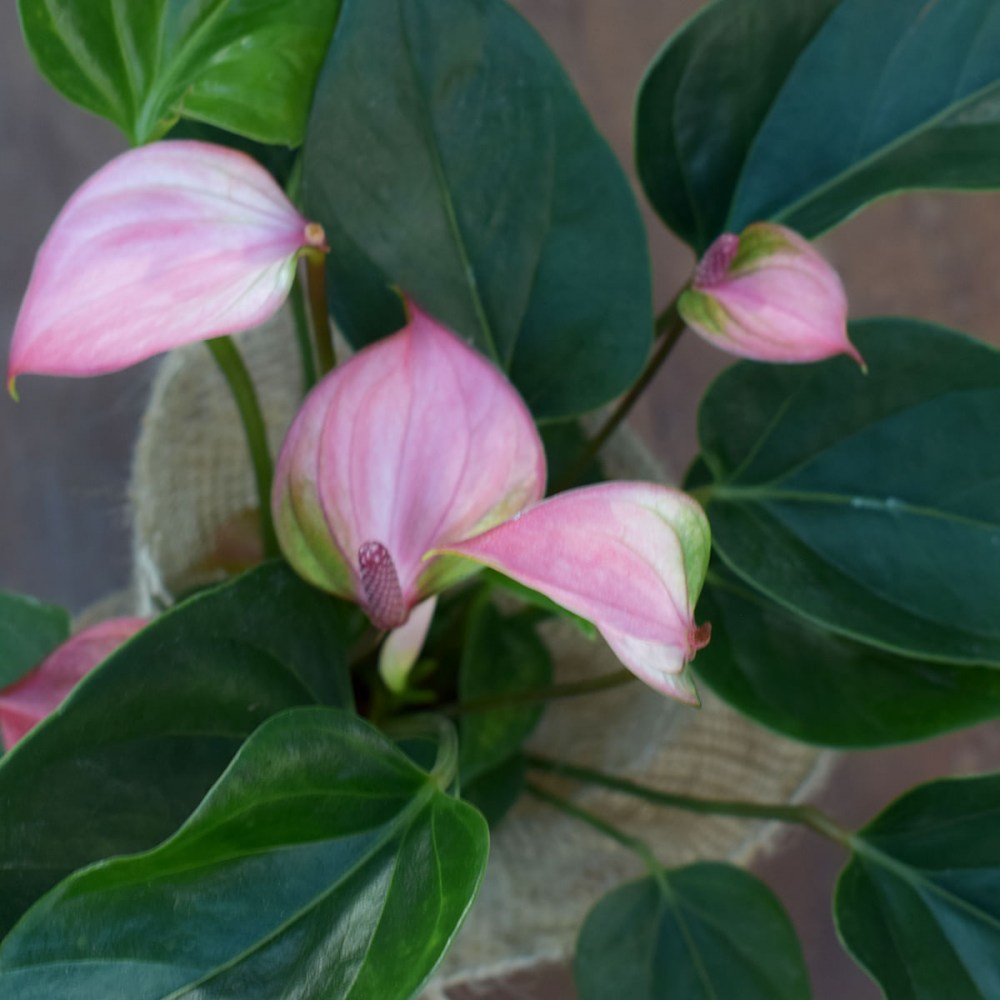 49894011644c269979e7c3a60acae4a7