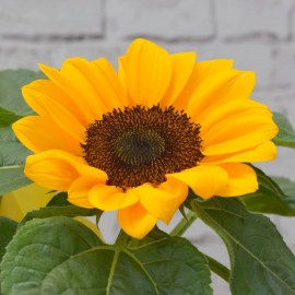 4c31fb74c9eaa2719697270b8f317911