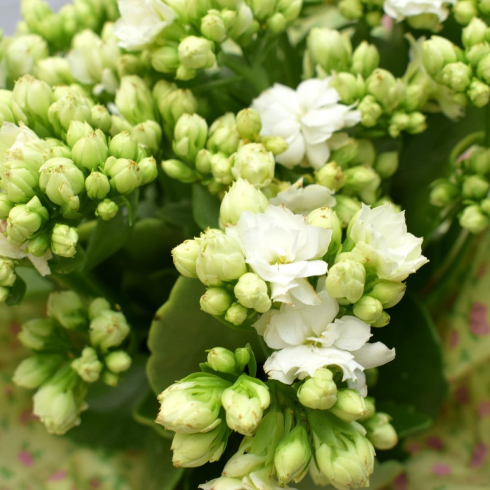 4c9aa4c902bdf1d312016ebcf162c764