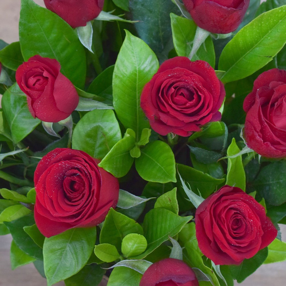 4dccd43bde7315804ce2176119357e82