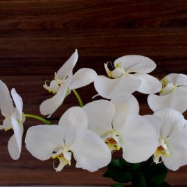 51d8be37e66e49a3d8ac096c7c8742ad