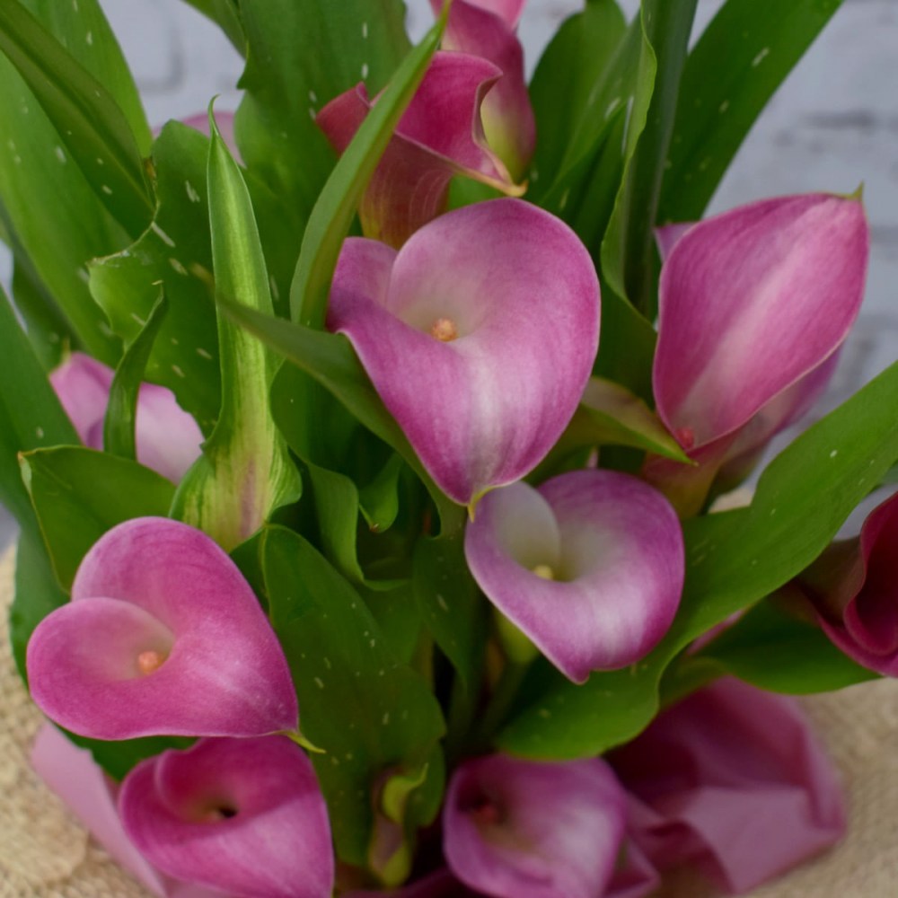 52cb62dc7f3022ed117658738850abd9