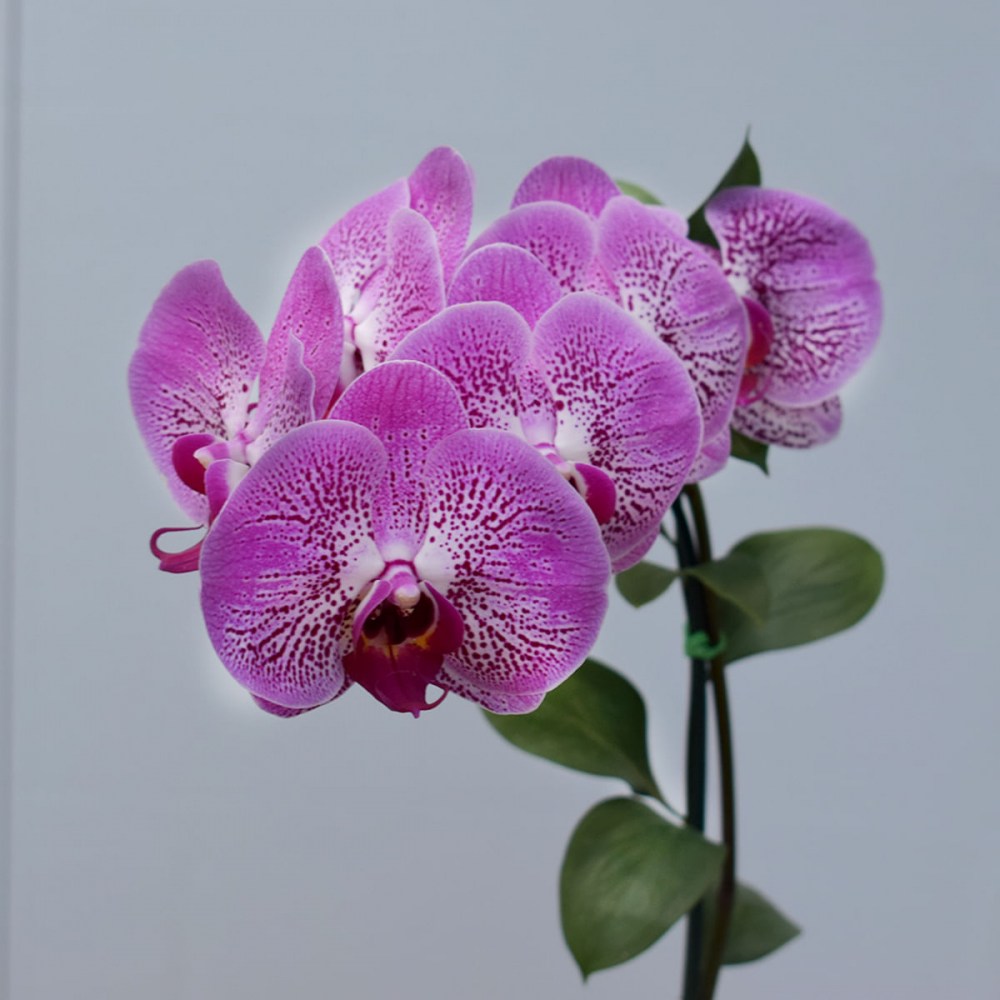 5642de80a04e994f7f3d23580e79409a