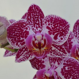 5743c091bd0b5bb866300bea874bb954