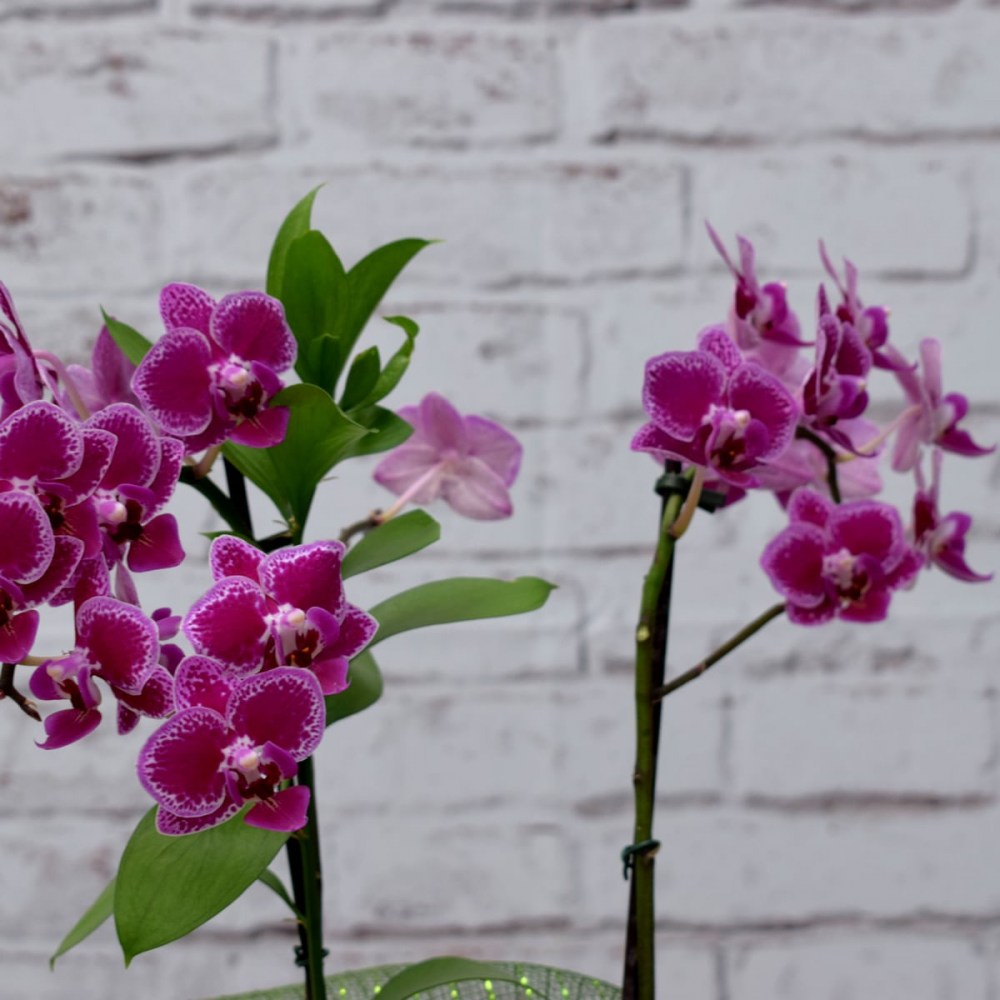 5edde8bfa6b69529550014cf42162b18