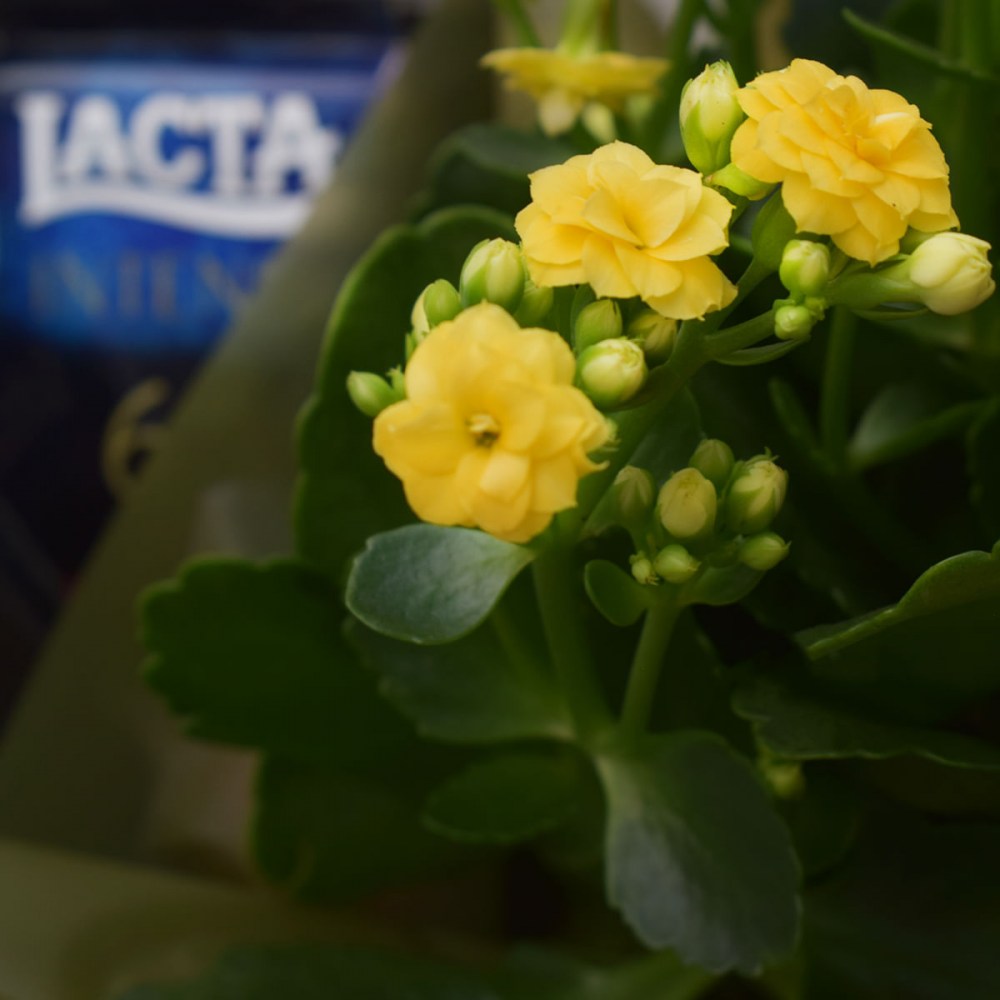 617a2031e781892c395a5edb4d9a19cf