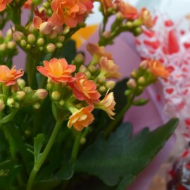 6568367c3d4f641c088cc6ed83bfc1c4