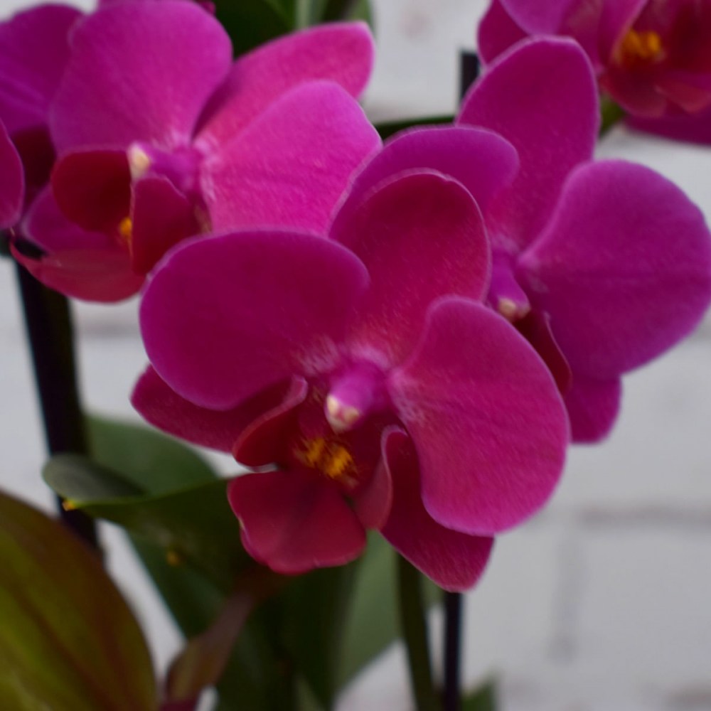 6b2c82e4c2bf12b48ded491653248877