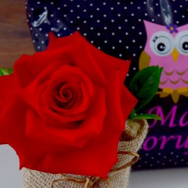 73dff15bb02fa8640330644069db73e9