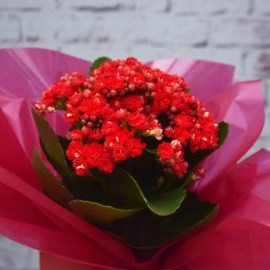 85dd6b7d435e2acbbf53ff686017c811