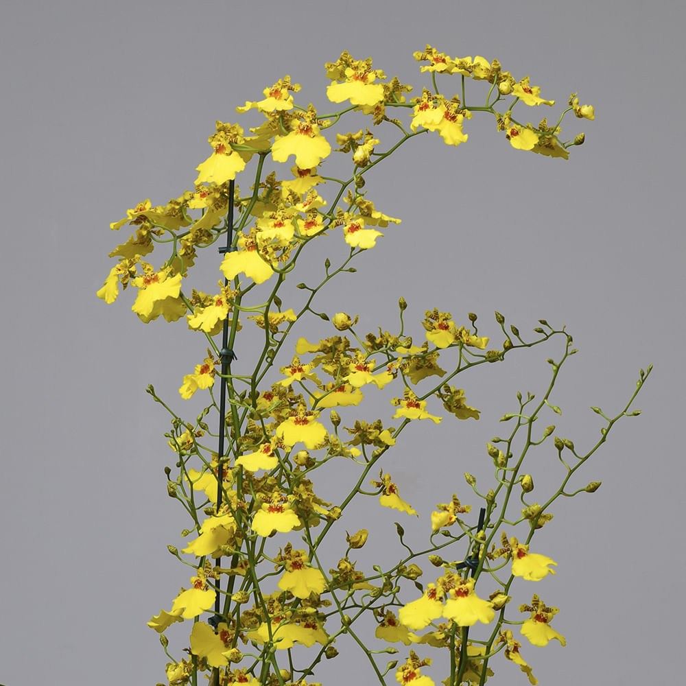 86628d71198a02a922fe1c7400997318