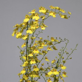 86628d71198a02a922fe1c7400997318