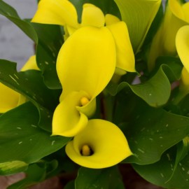 91f62ef5e52ddc721c0018263dfa8c93