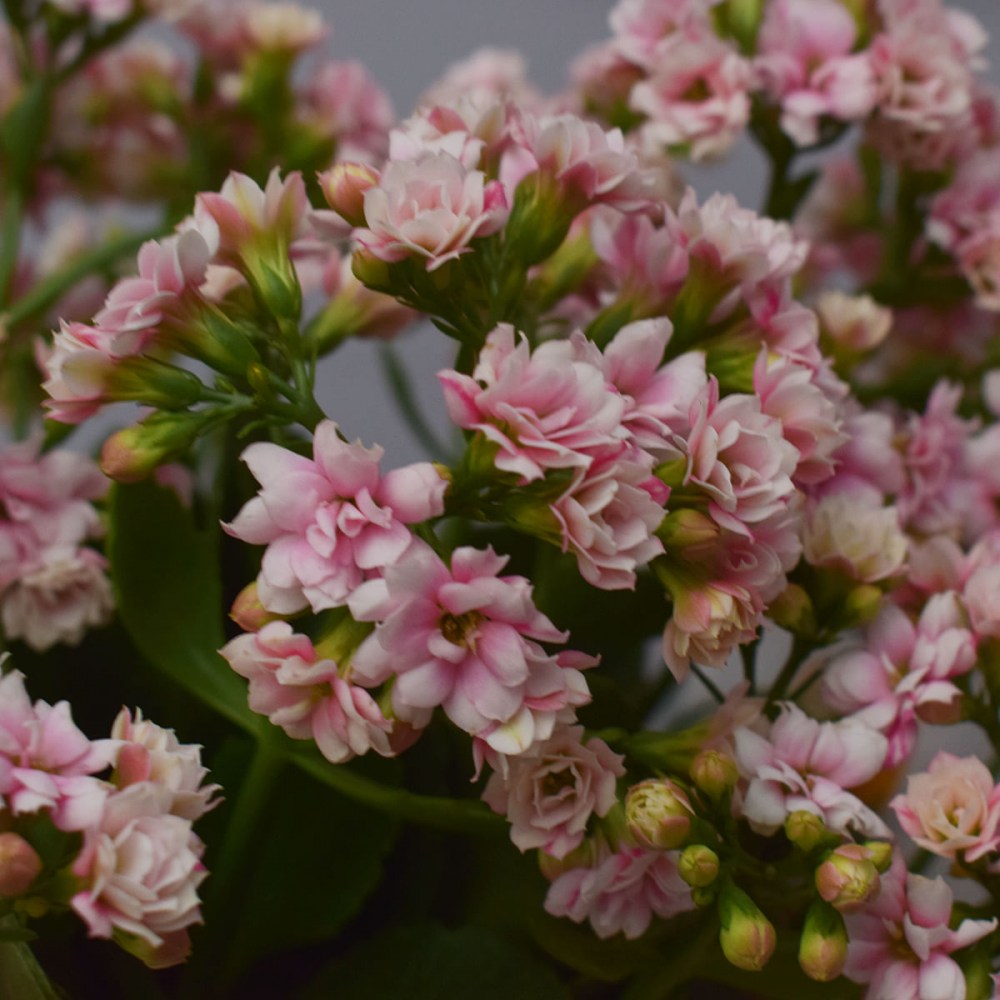 93c112d319da5138bc52fa27655a00bc