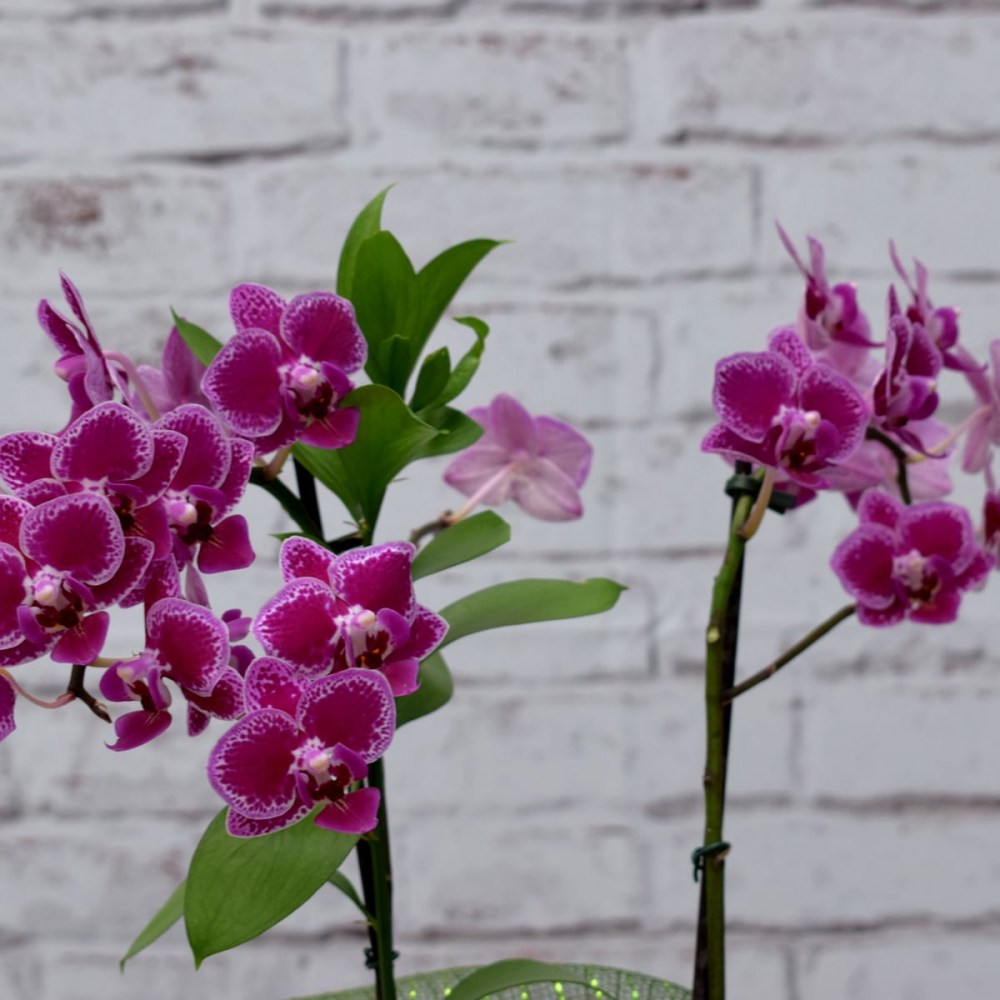 9a33833a4c4920f43dde9818b6f36b0b