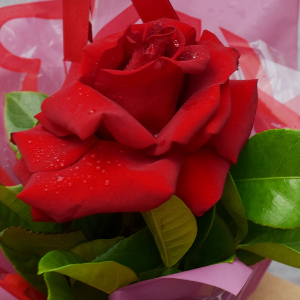 9d1da5810e0a78ca362c11cfa8e2fdb2