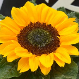 9d4d397d50e7e0cf765cce84bf6b640c