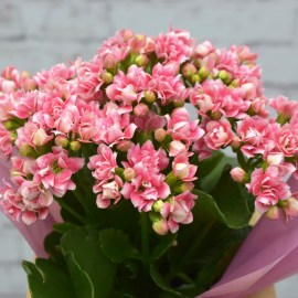 a13e41623b99173858d8d29d74515e92