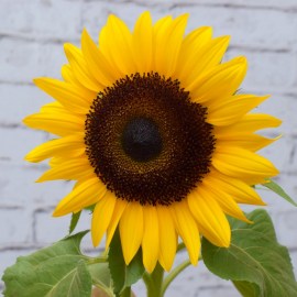 a5cd51da8b298e1e043265a6c46bba4d