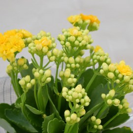 a72cda28e83904e0e25190c2aec86197