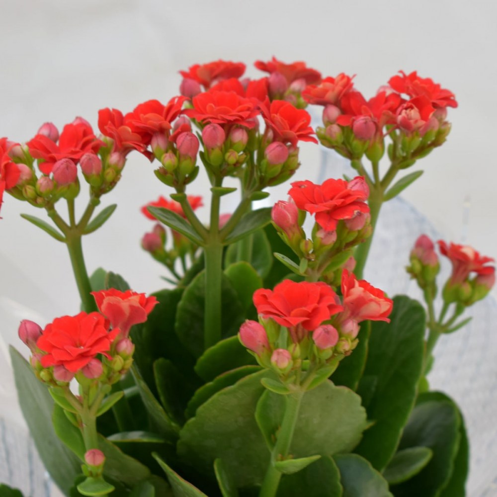 a9564468c8f44de4809ab2429e4061fa