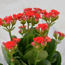 a9564468c8f44de4809ab2429e4061fa