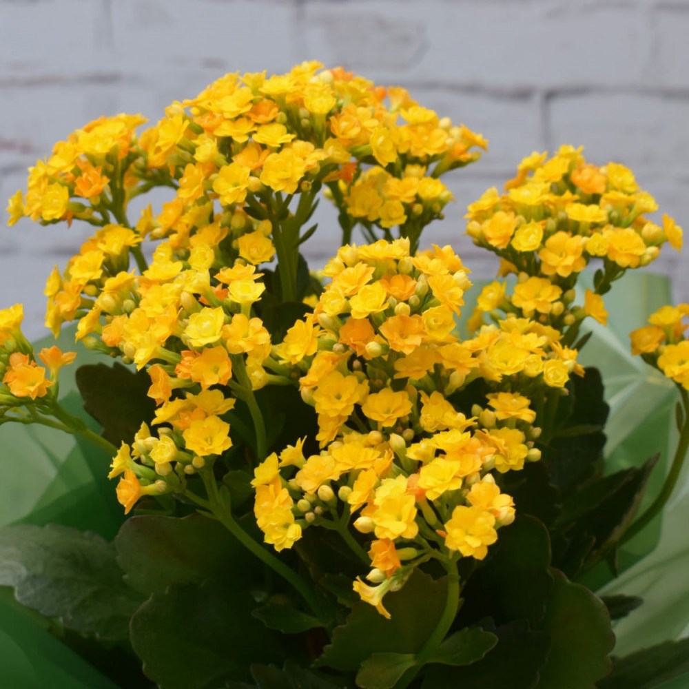 ab0a527b79ec1ad227d3d003c3f33143