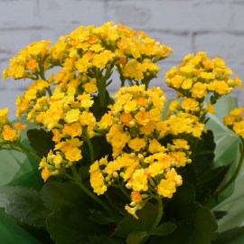 ab0a527b79ec1ad227d3d003c3f33143