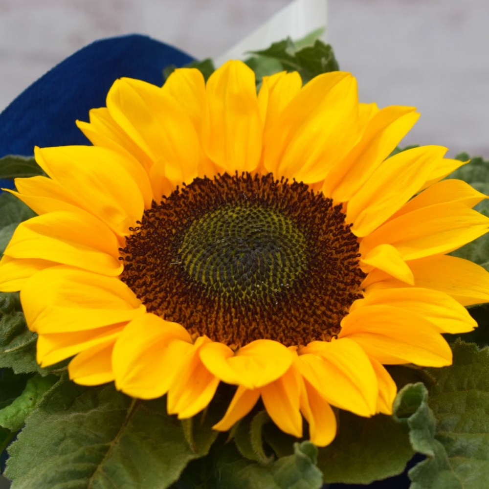 add52b8ec087975ebadc163282f18a35