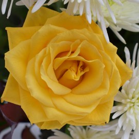 ae2b06313654e7649b03f3e0f4a33529