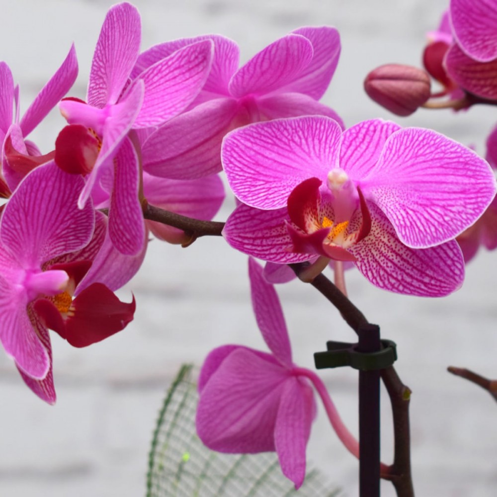 afaa577815f351c734773a4e4c84b3c8