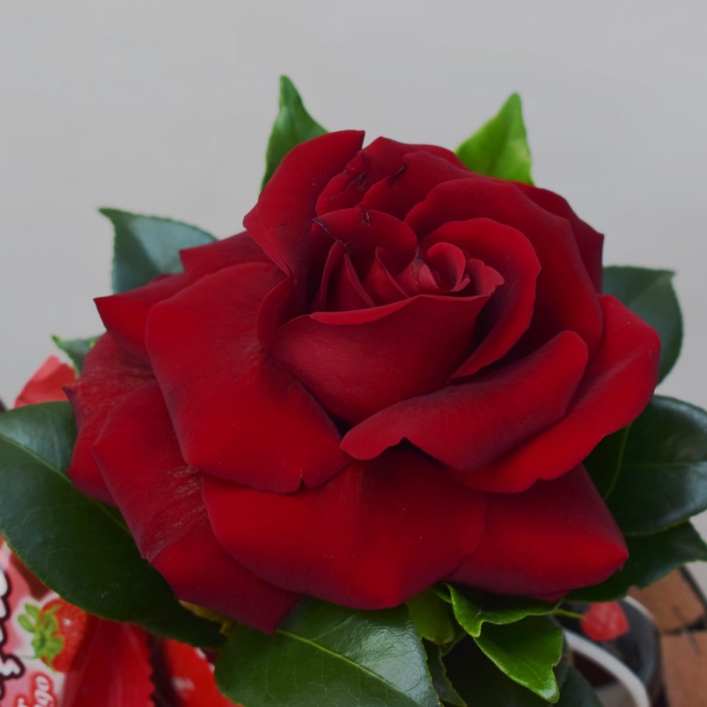 b2dce4ddd8e702b09d4c41cd14652a5f