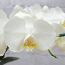 b77af26768a10f80516ae99690d692ca