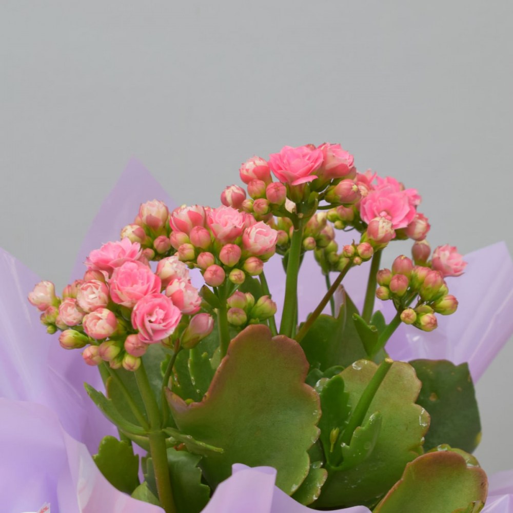 baef5433c68f8032d75d7e7ef9454cc1