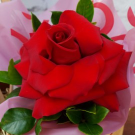 bc64cca1f3140a3cb5e384ff1920c686