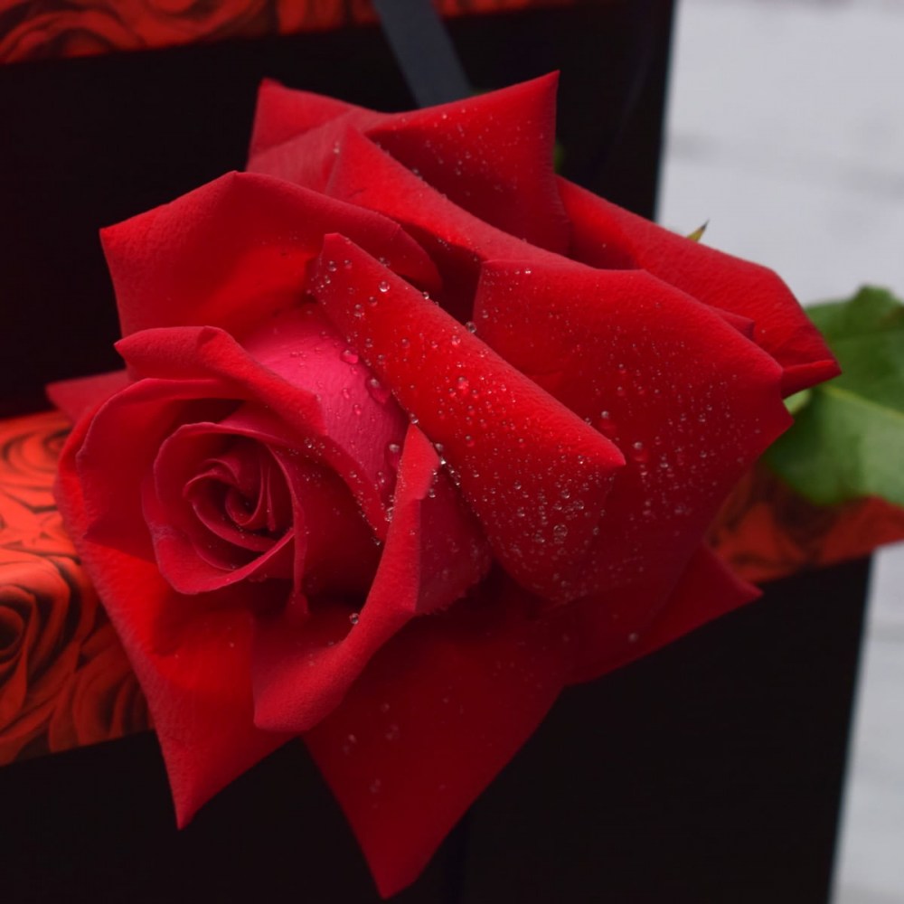 c0384504cb3f4d459036e395070b57e0